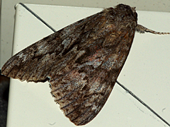 Underwing moth